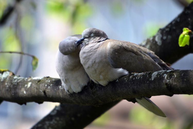 Fonds d'cran Animaux Oiseaux - Pigeons et Tourterelles embrassades