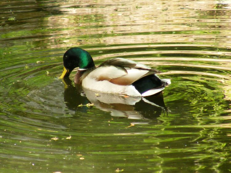 Fonds d'cran Animaux Oiseaux - Canards Wallpaper N296027