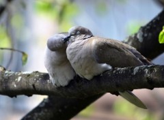  Animaux embrassades