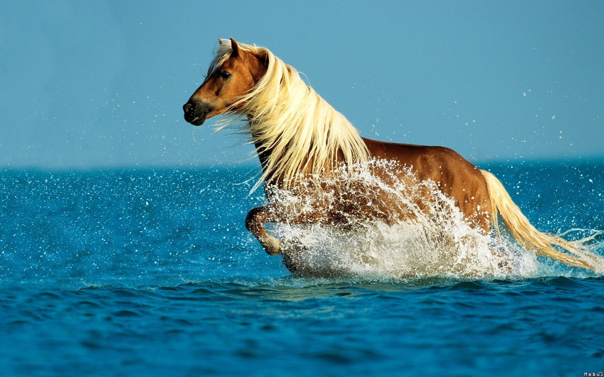 Fonds d'cran Animaux Chevaux 