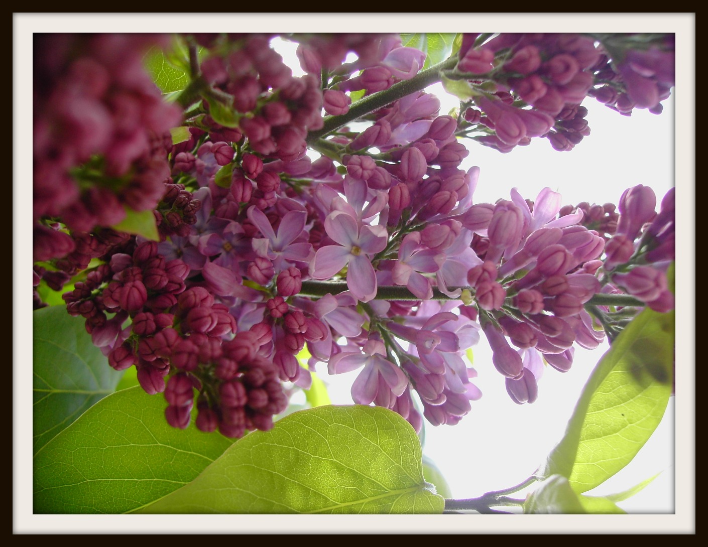 Fonds d'cran Art - Numrique Nature - Fleurs lilas