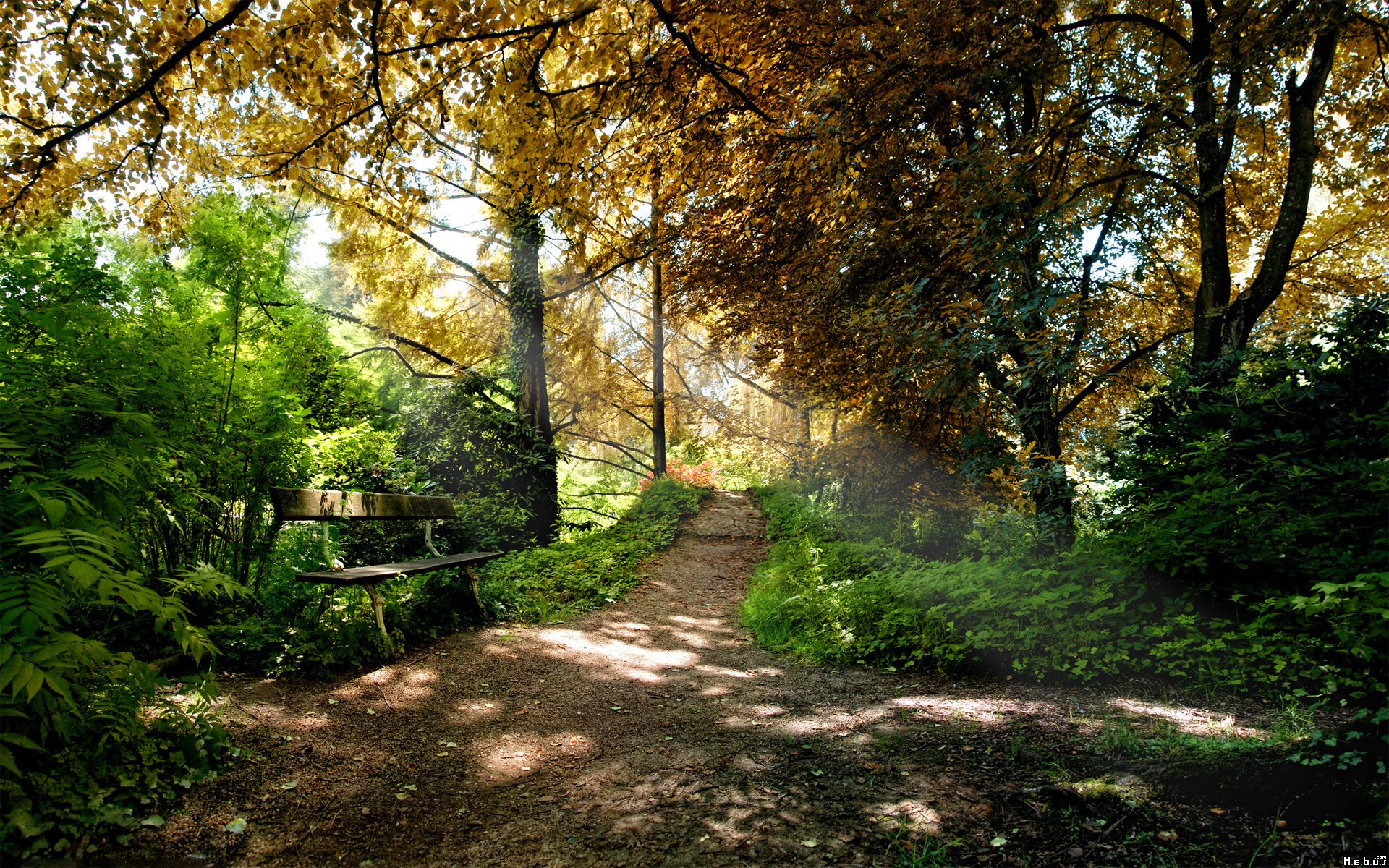 Fonds d'cran Nature Arbres - Forts 