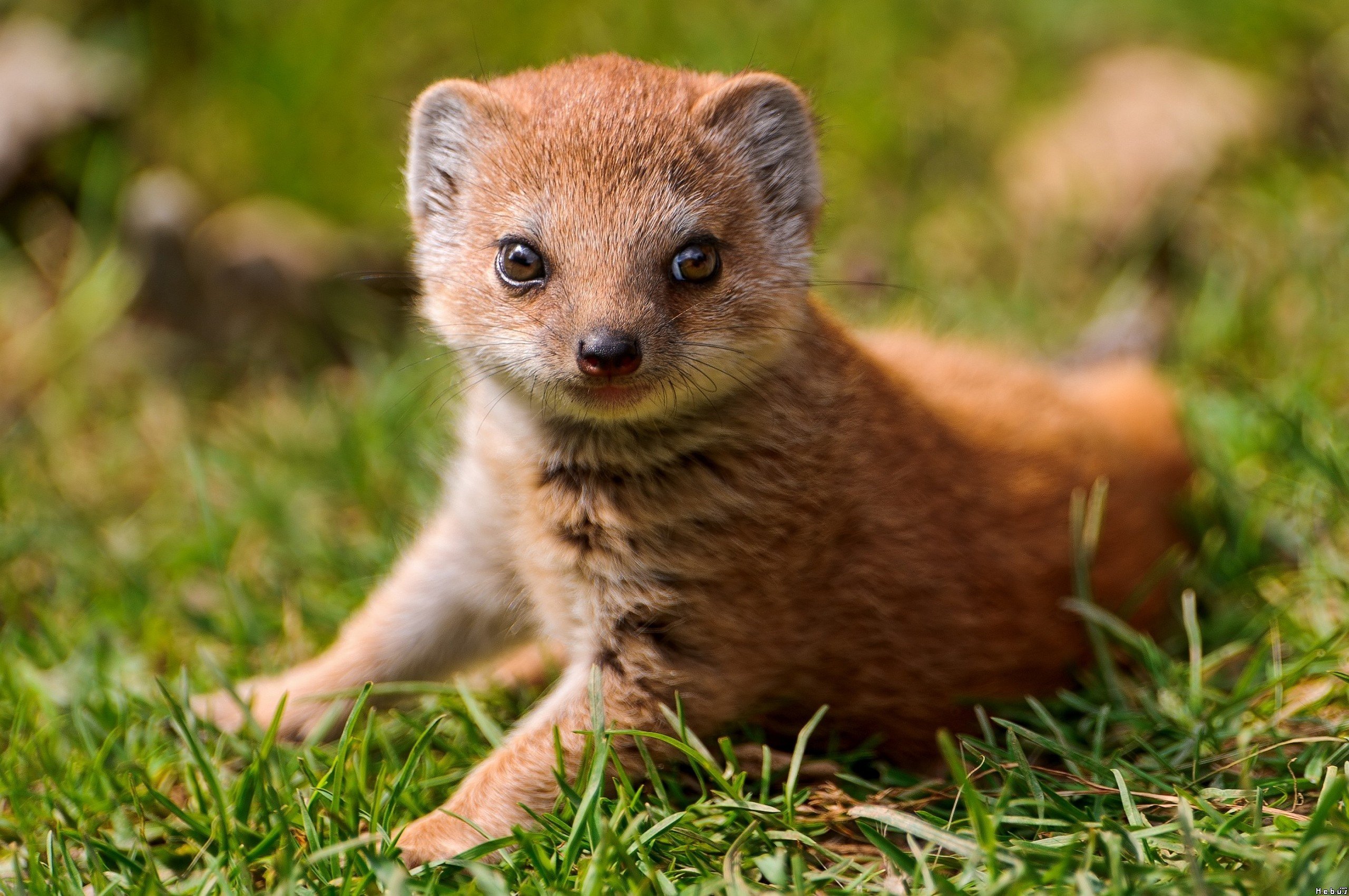 Wallpapers Animals Mongoose 