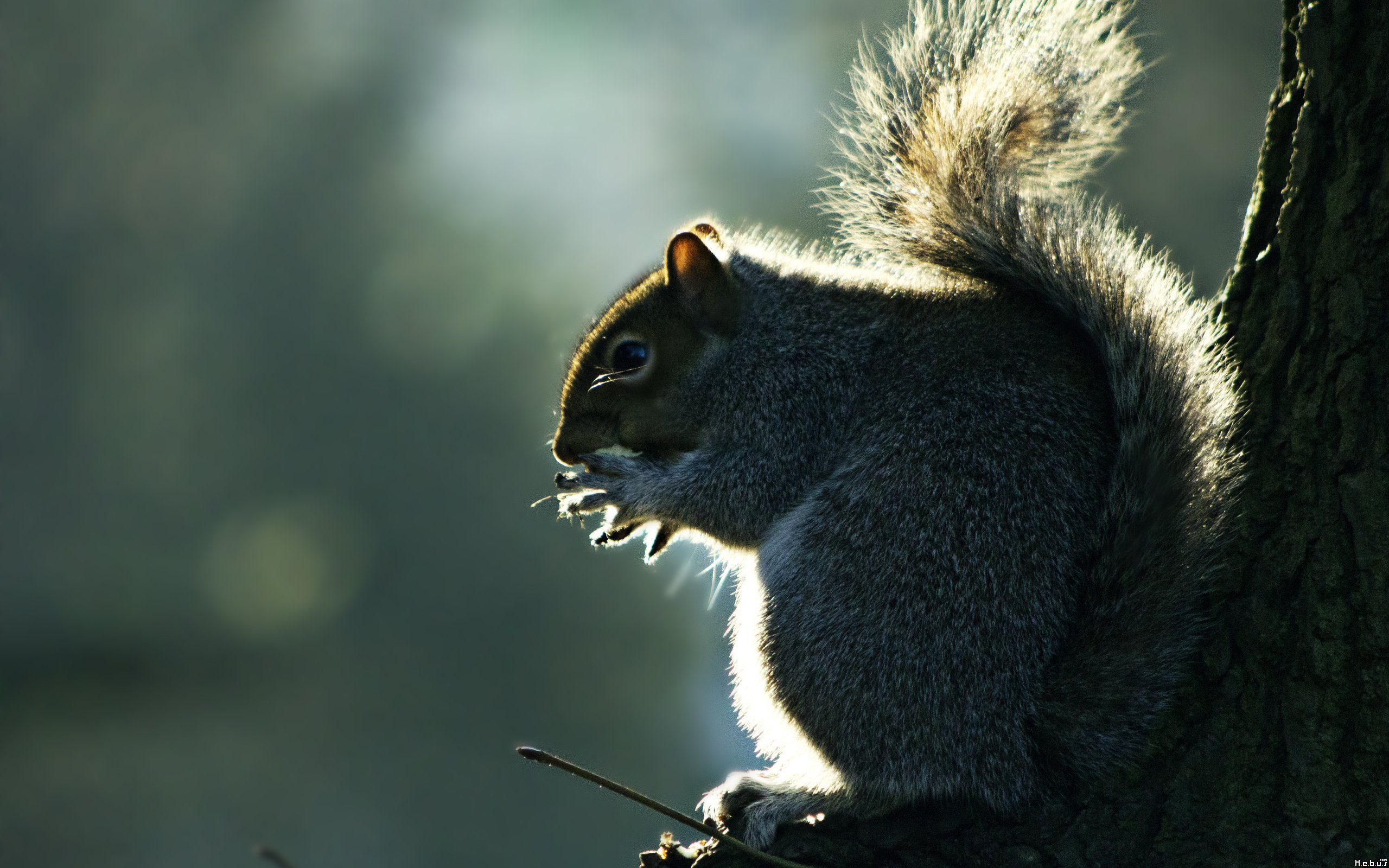 Wallpapers Animals Rodents - Squirrels 