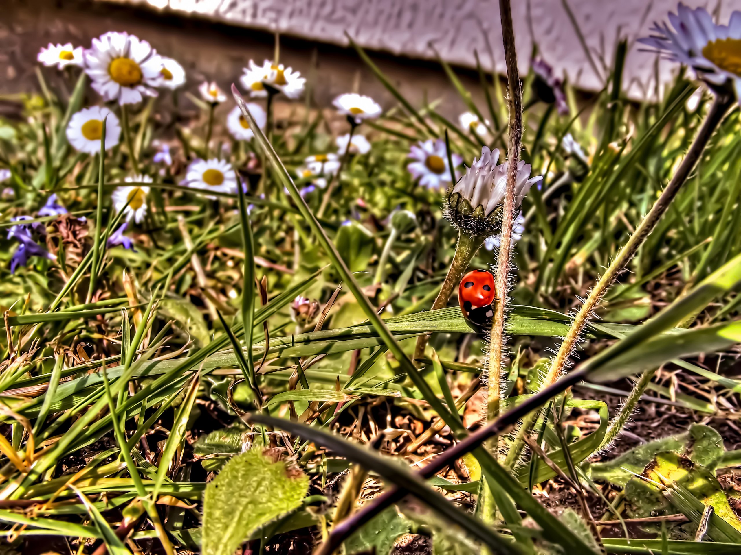 Fonds d'cran Animaux Insectes - Coccinelles Coccinelle