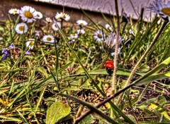  Animaux Coccinelle