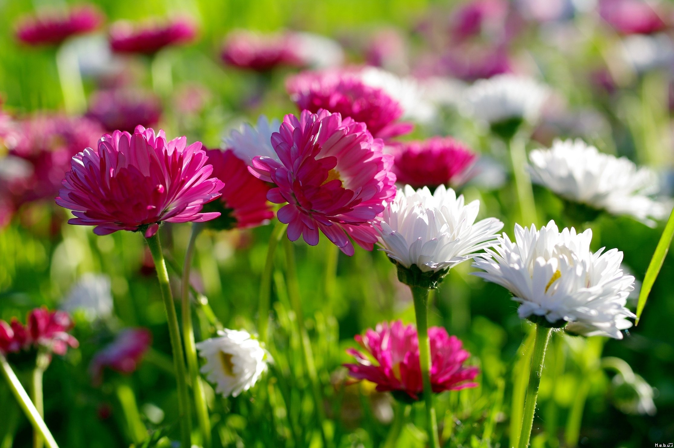 Fonds d'cran Nature Fleurs 