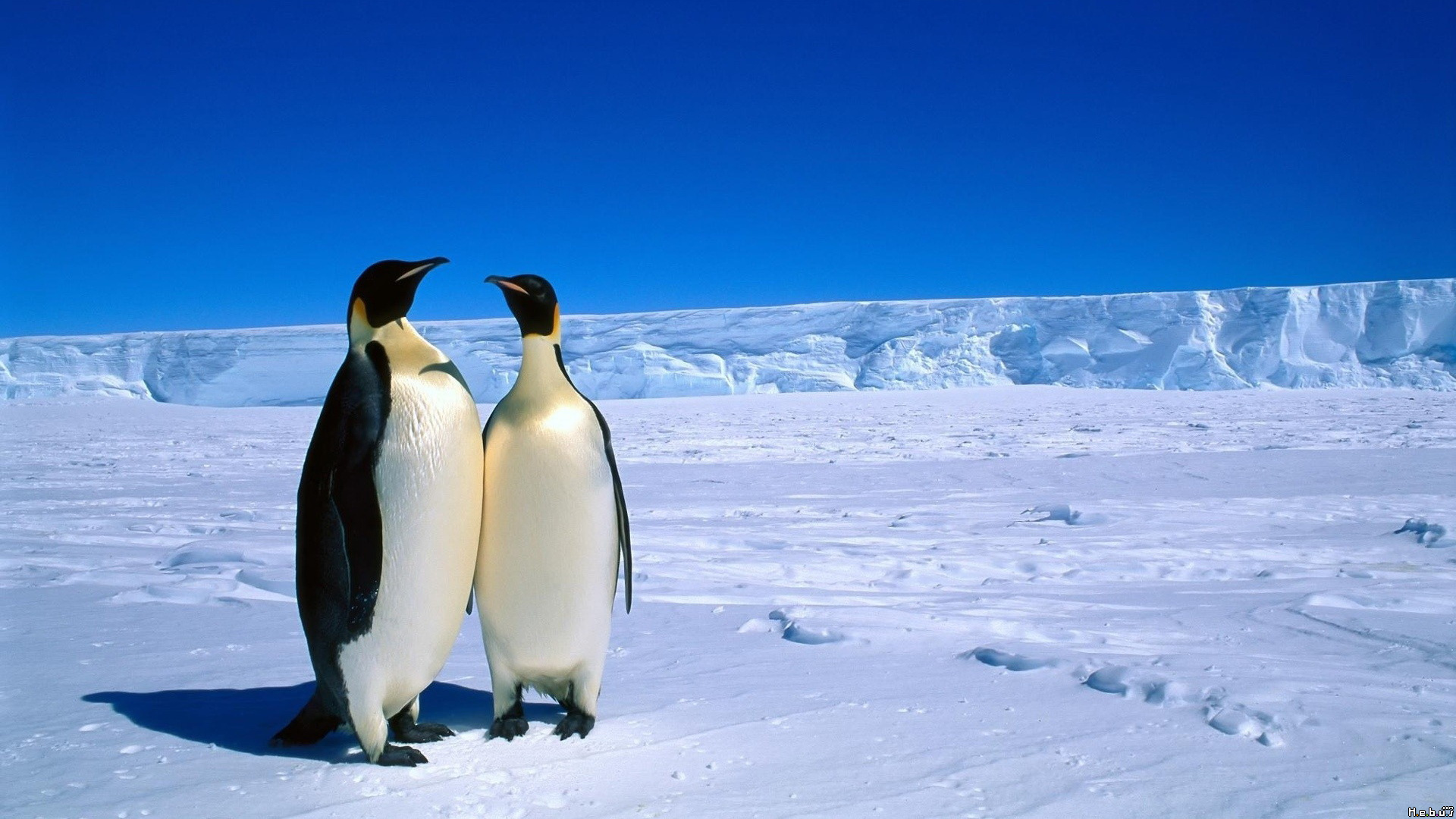 Fonds d'cran Animaux Oiseaux - Pingouins 