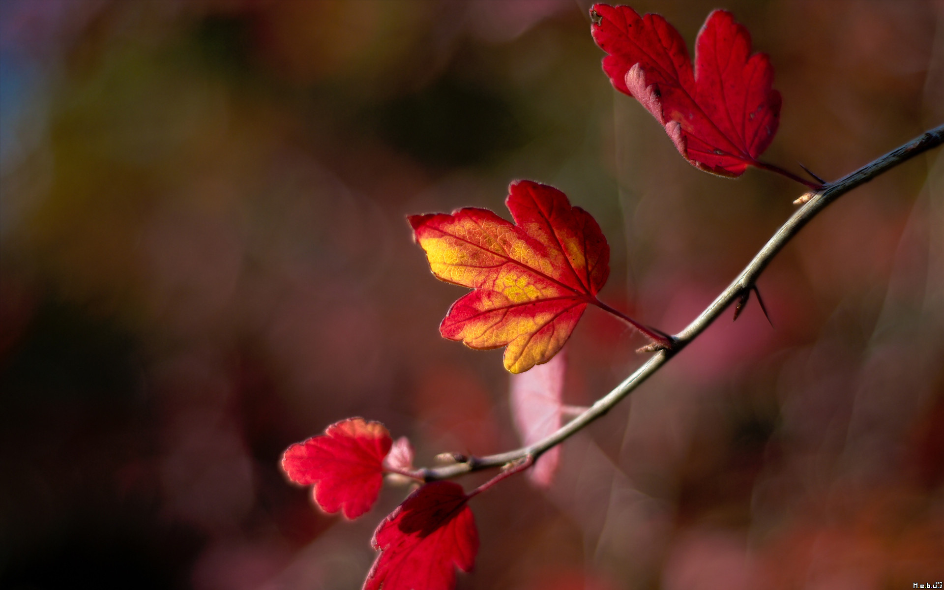 Fonds d'cran Nature Feuilles - Feuillages 