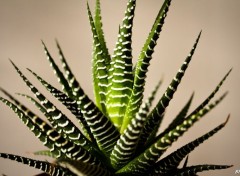  Nature Cactus vert et blanc