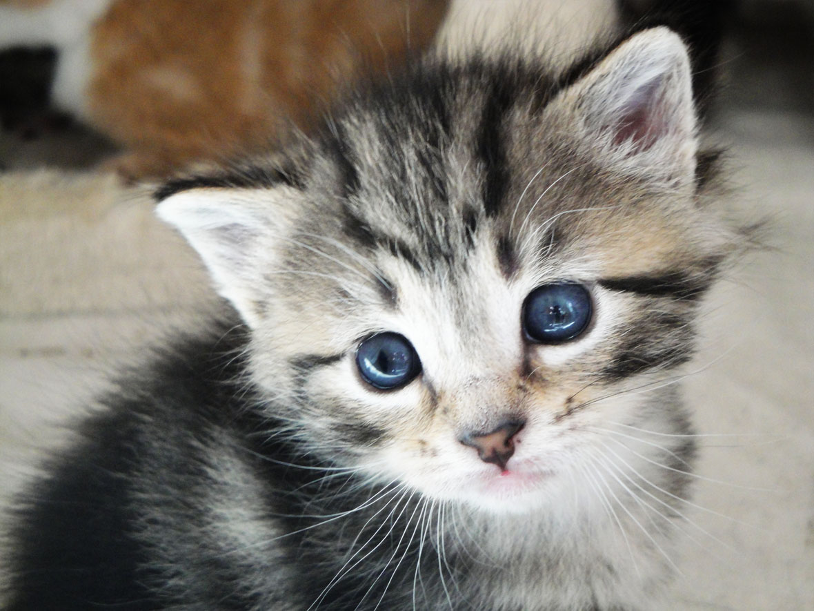 Fonds d'cran Animaux Chats - Chatons 