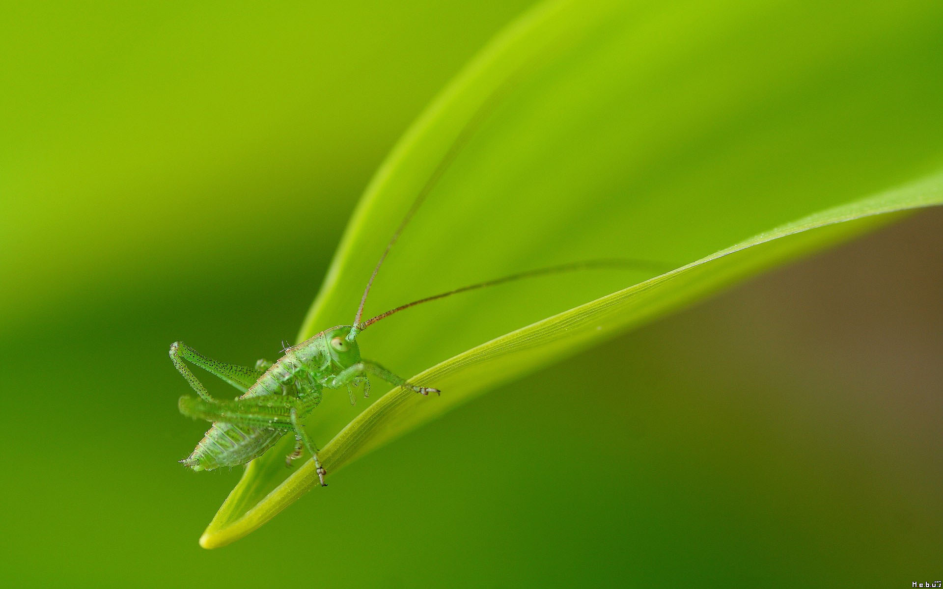 Fonds d'cran Animaux Insectes - Sauterelles et Criquets 