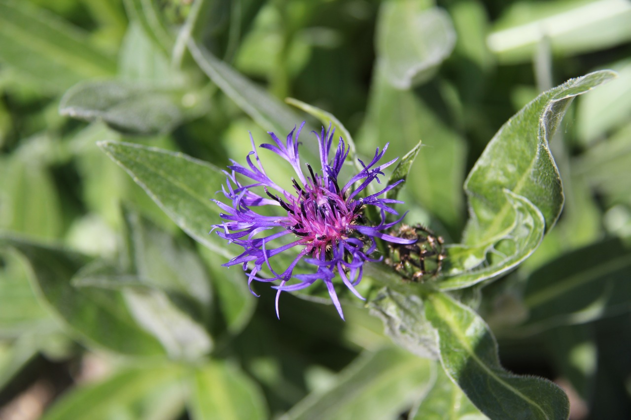 Fonds d'cran Nature Fleurs Epanouissement