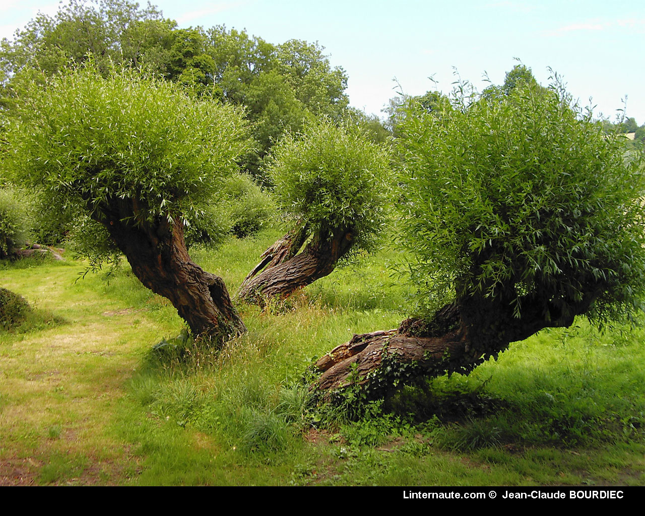 Wallpapers Nature Trees - Forests 