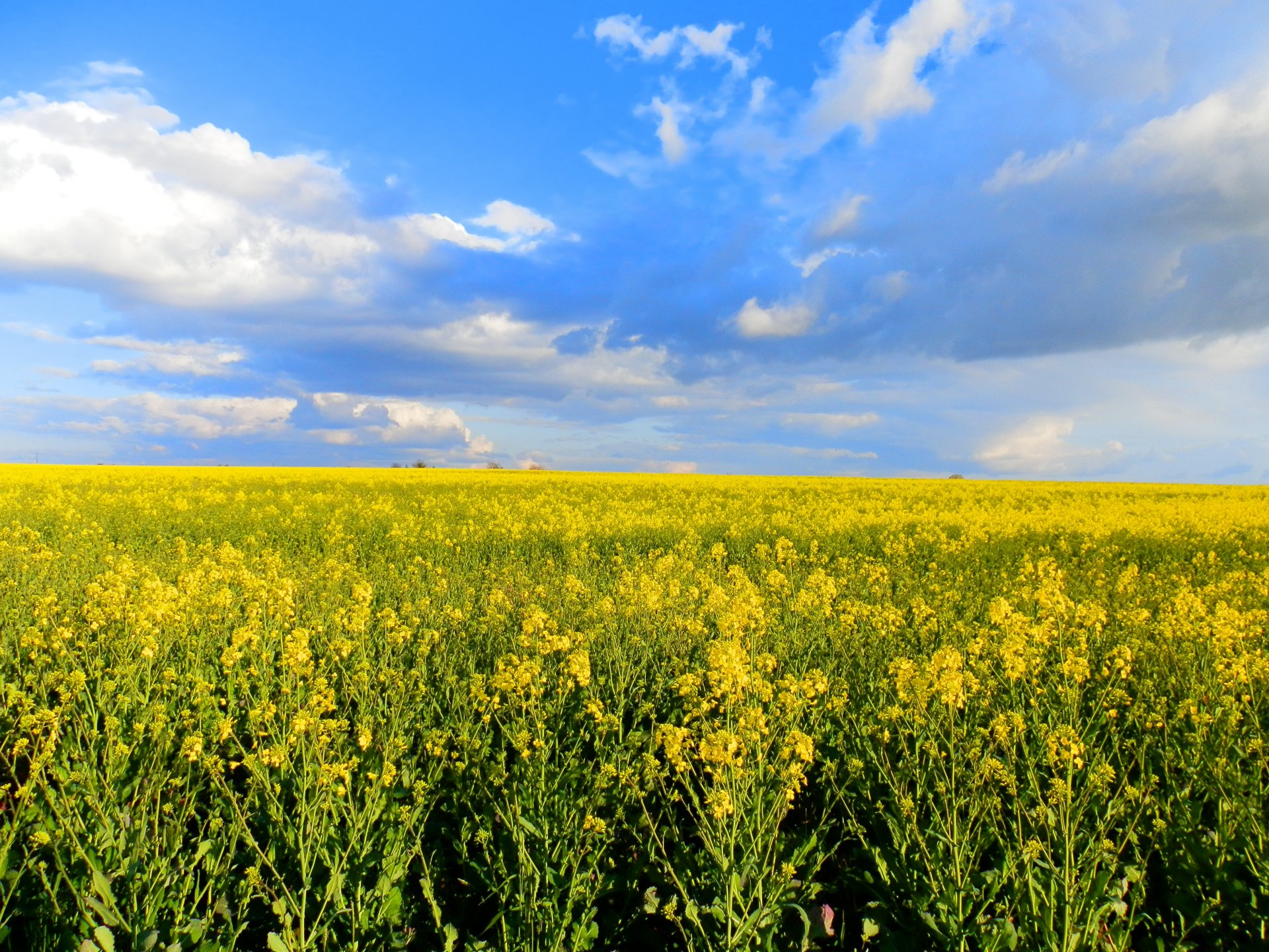 Fonds d'cran Nature Champs - Prairies Campagne