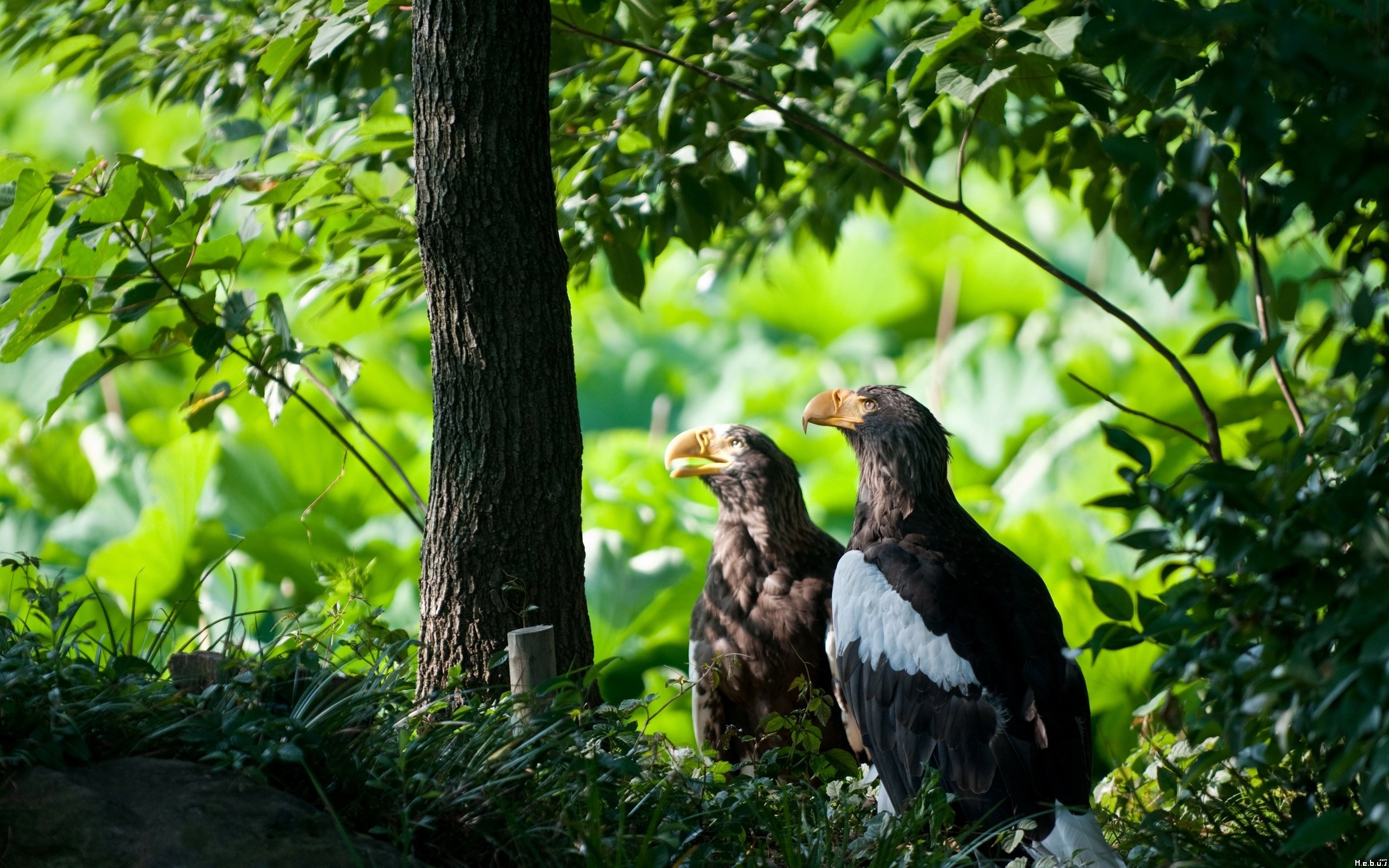 Wallpapers Animals Birds - Eagles 