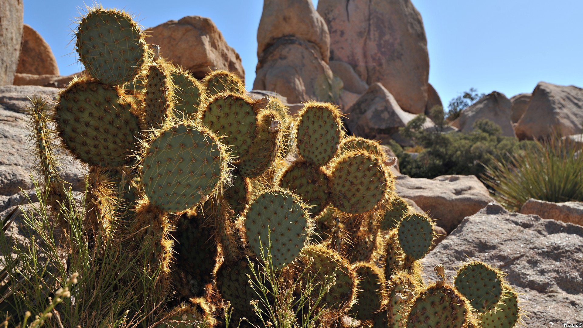 Fonds d'cran Nature Cactus 