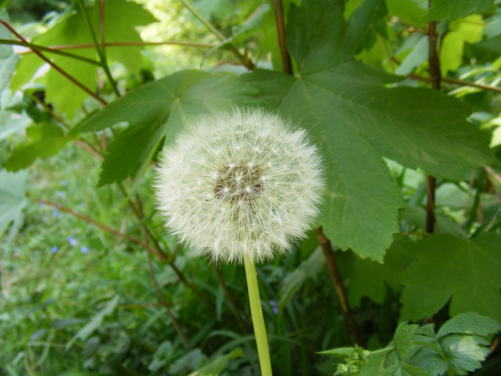 Fonds d'cran Nature Fleurs 