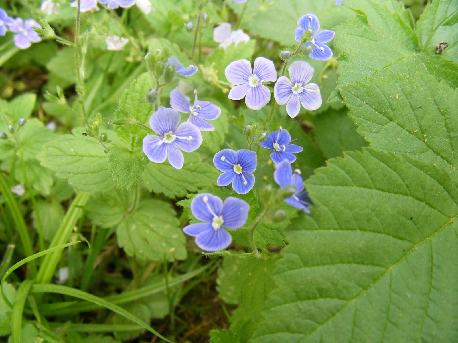 Fonds d'cran Nature Fleurs 