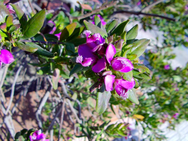 Fonds d'cran Nature Fleurs Fleurs