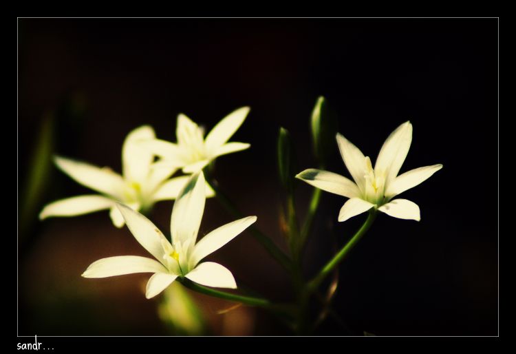 Fonds d'cran Nature Fleurs white