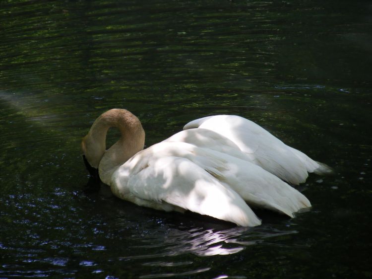 Fonds d'cran Animaux Oiseaux - Cygnes Cygne Trompette