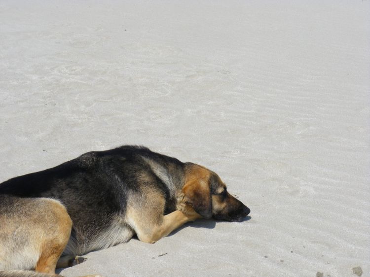 Fonds d'cran Animaux Chiens Un ami