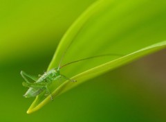  Animaux Image sans titre N295992