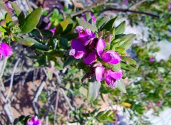  Nature Fleurs