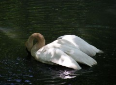  Animaux Cygne Trompette