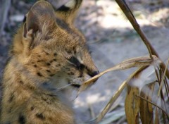  Animaux Image sans titre N296250