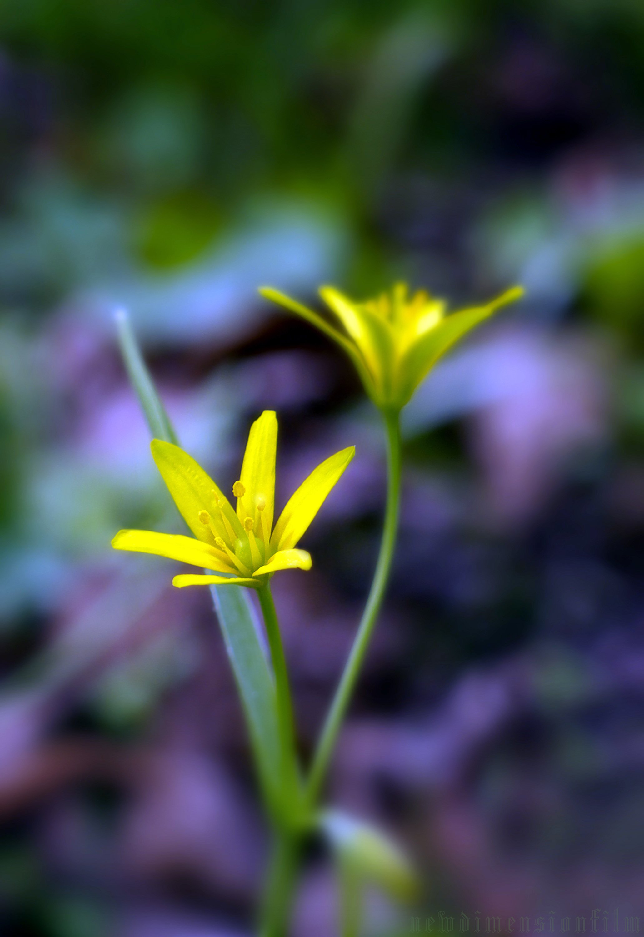 Fonds d'cran Nature Fleurs Les couleurs du printemps.