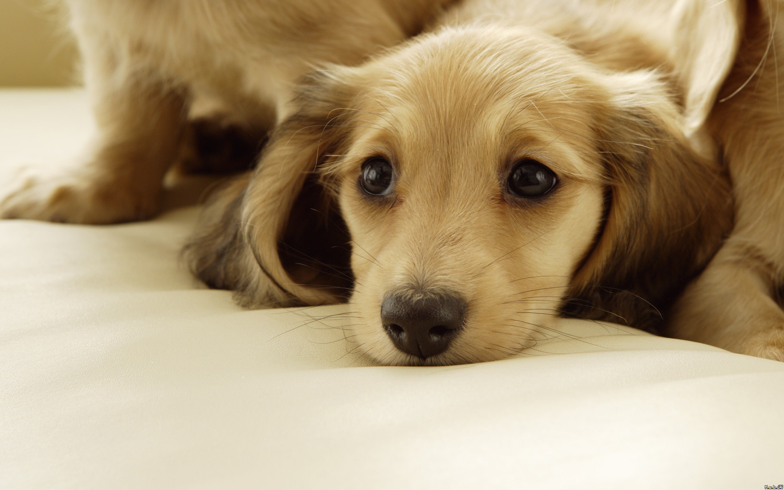 Fonds d'cran Animaux Chiens 