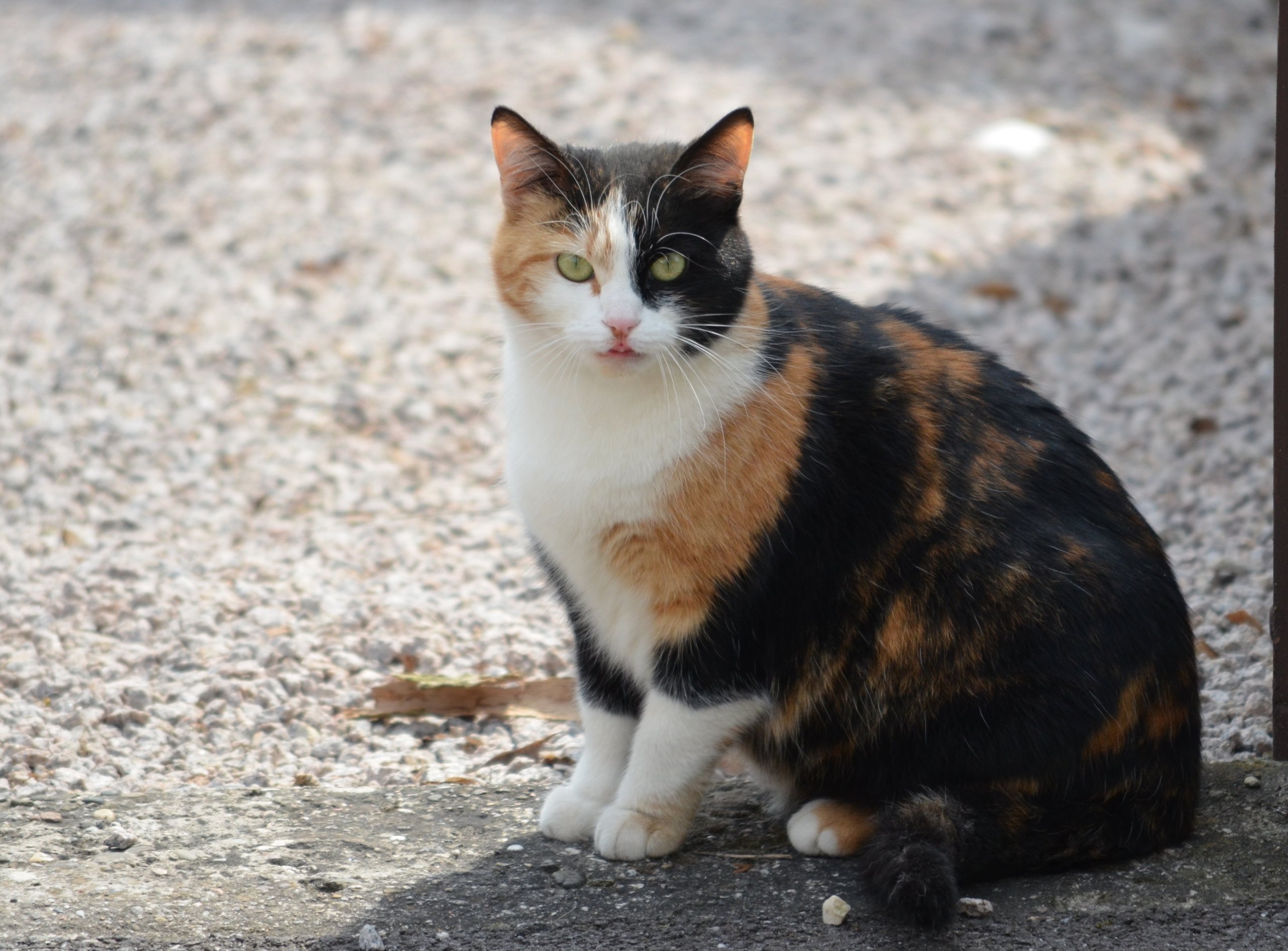 Fonds d'cran Animaux Chats - Chatons 