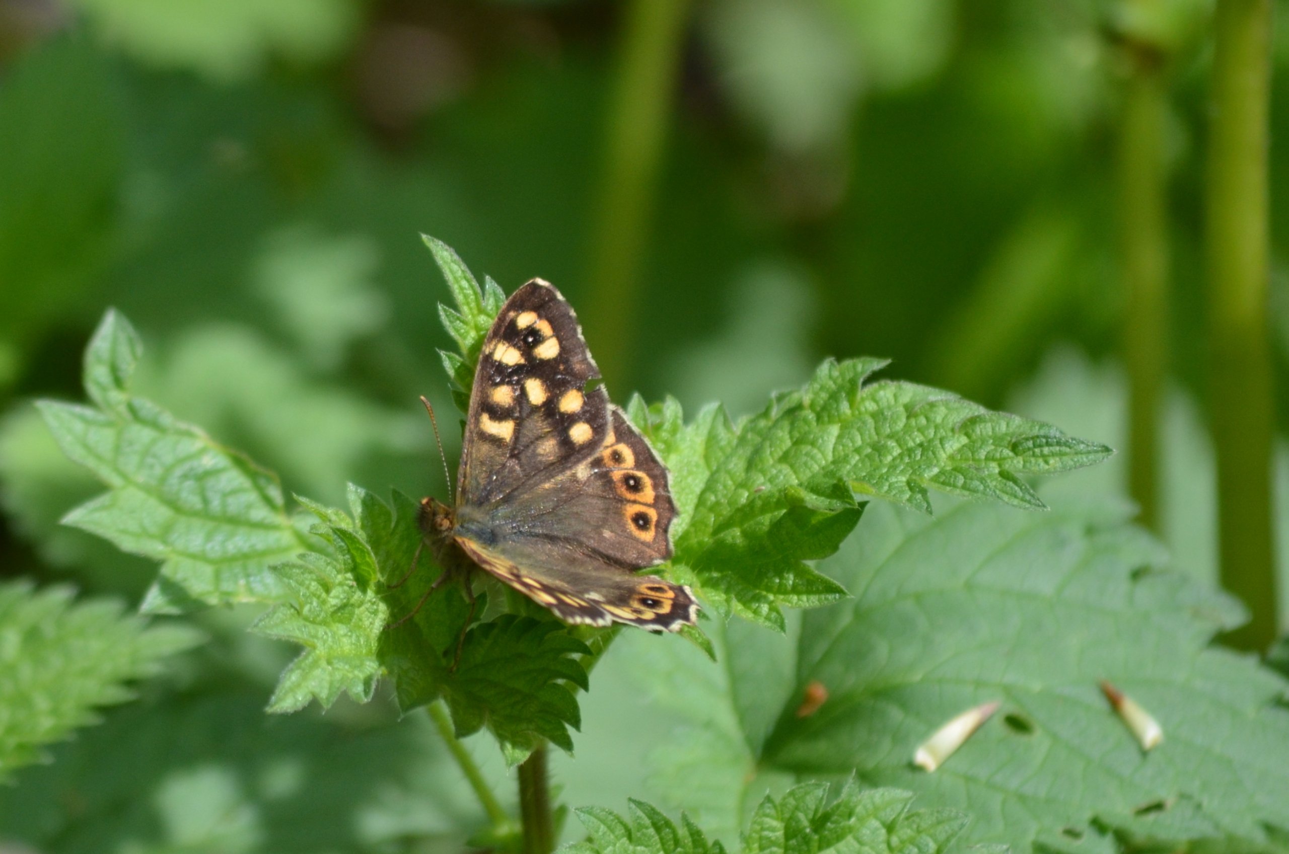 Wallpapers Animals Insects - Butterflies 