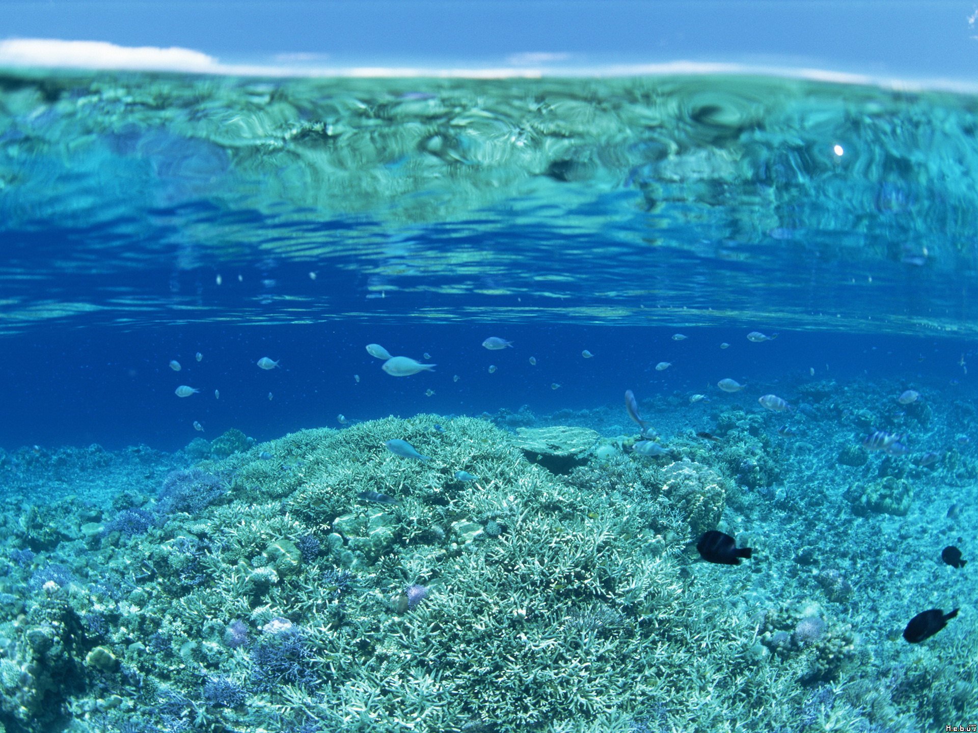 Fonds d'cran Animaux Vie marine - Poissons 