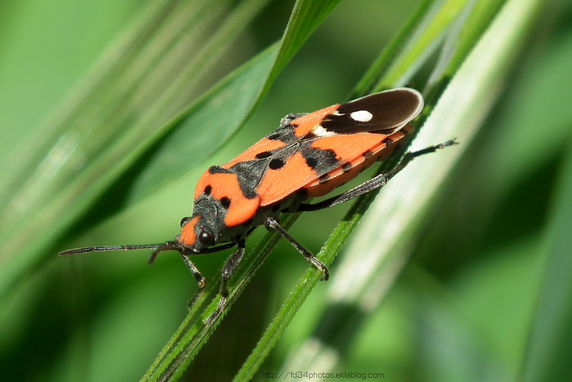 Fonds d'cran Animaux Insectes - Gendarmes 