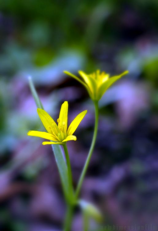 Fonds d'cran Nature Fleurs Les couleurs du printemps.