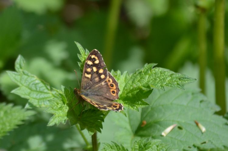 Wallpapers Animals Insects - Butterflies Wallpaper N296338