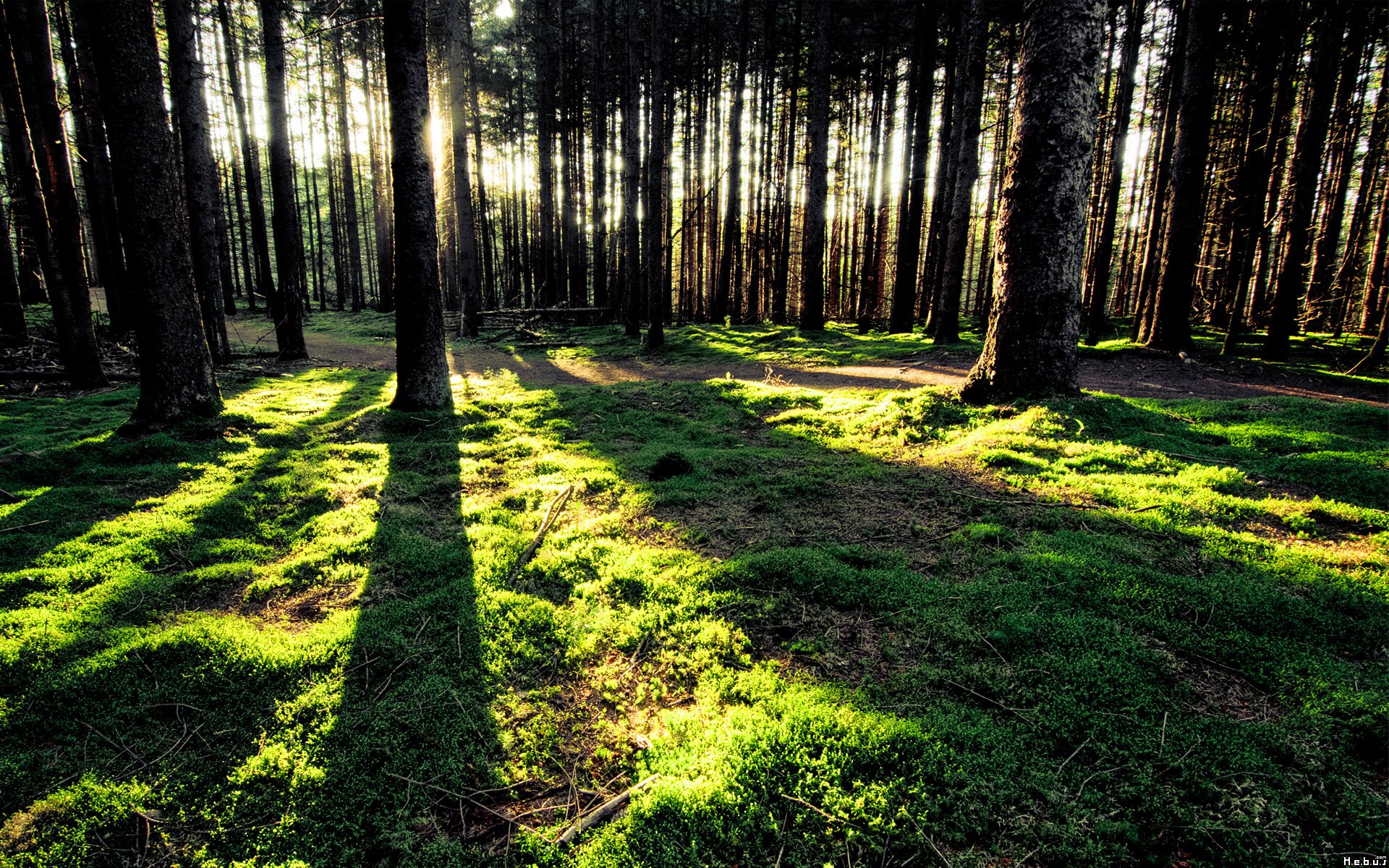 Fonds d'cran Nature Arbres - Forts 