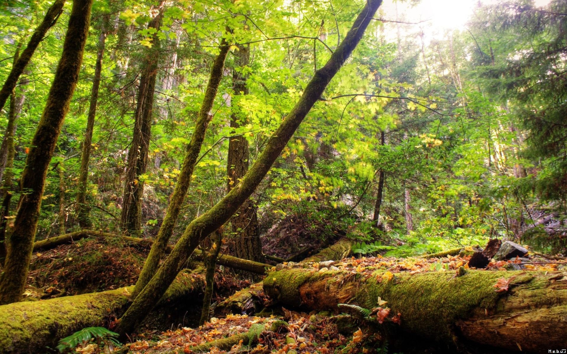 Fonds d'cran Nature Arbres - Forts 