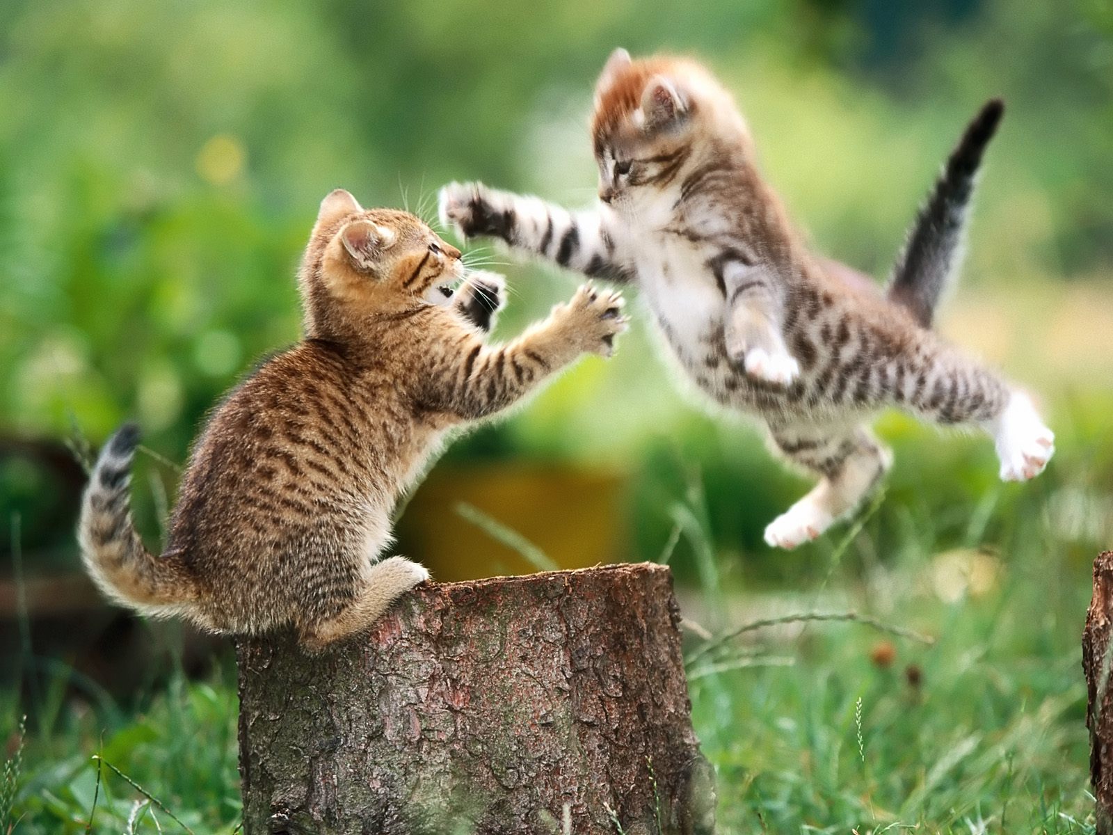 Wallpapers Animals Cats - Kittens 