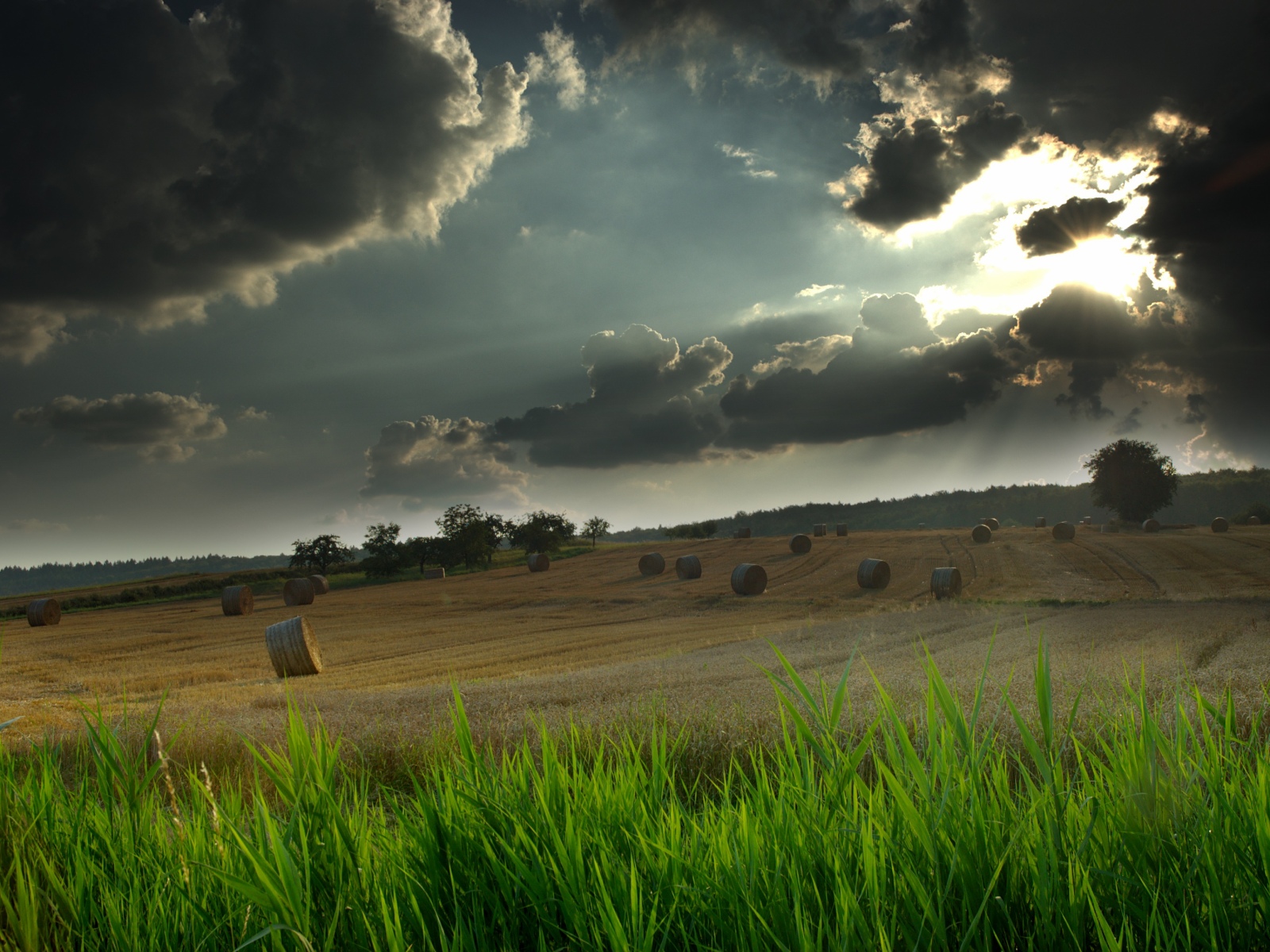 Fonds d'cran Nature Champs - Prairies 