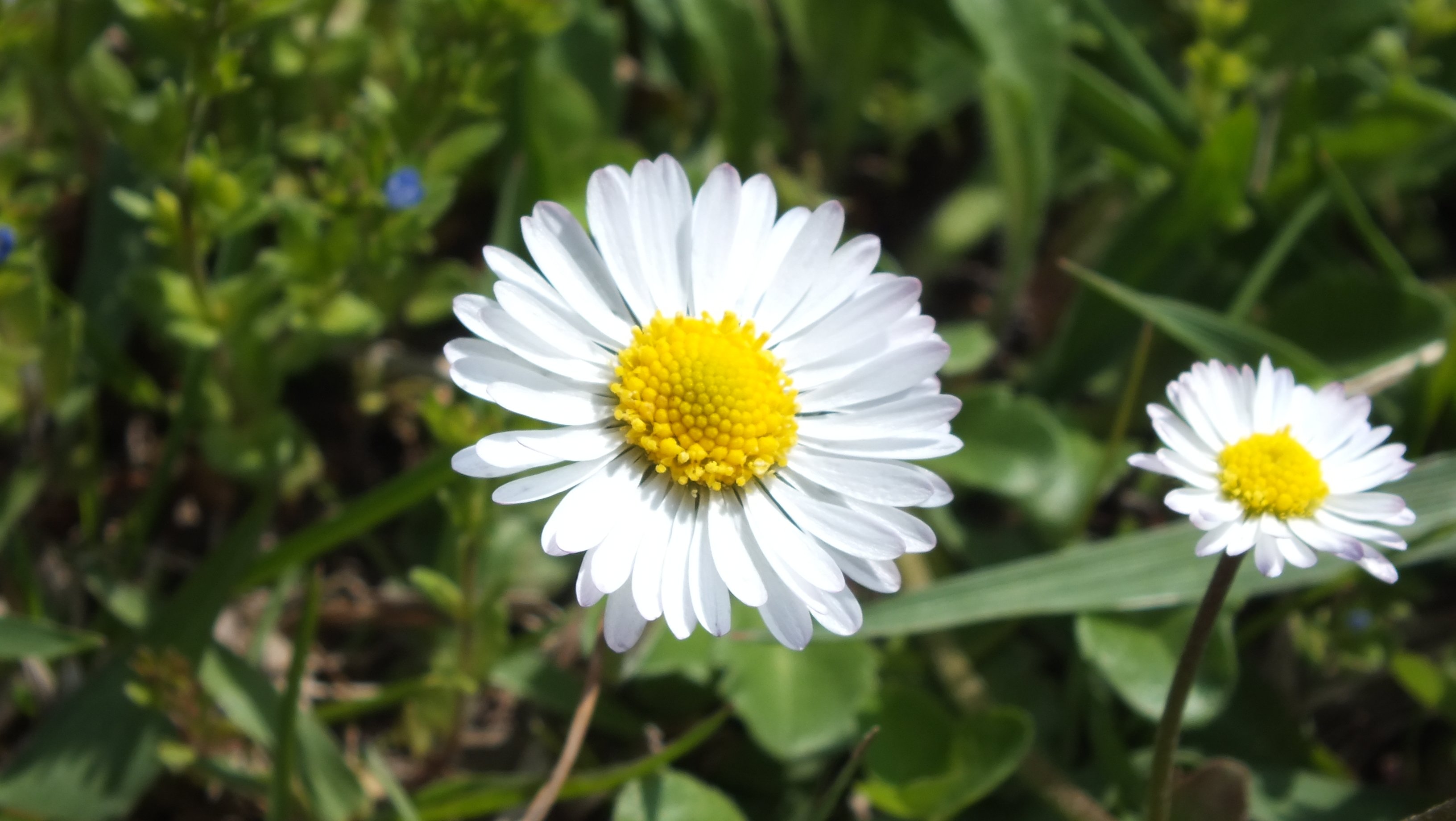 Wallpapers Nature Flowers Fleurs du Jardin