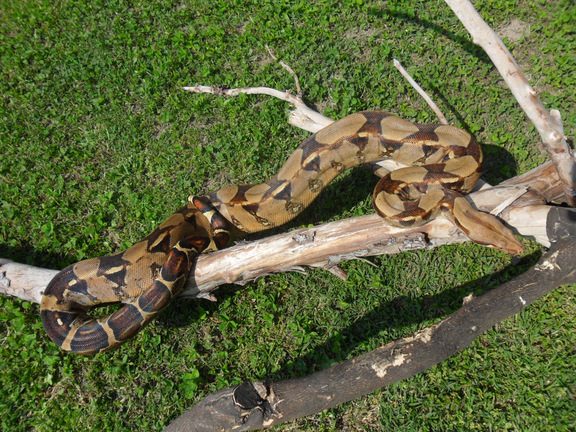 Fonds d'cran Animaux Serpents 