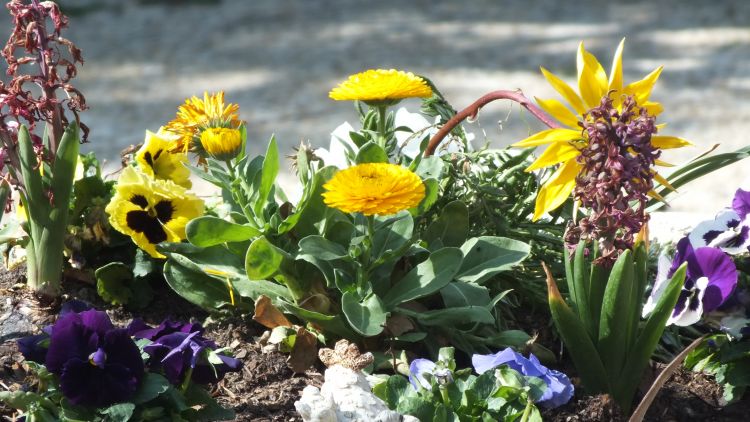 Fonds d'cran Nature Fleurs Fleurs du Jardin