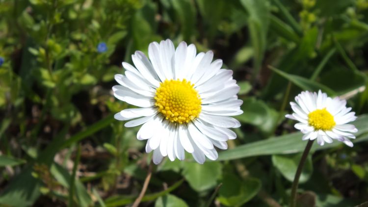 Fonds d'cran Nature Fleurs Fleurs du Jardin