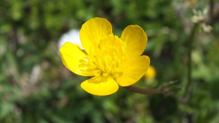 Fonds d'cran Nature Fleurs Fleurs du Jardin