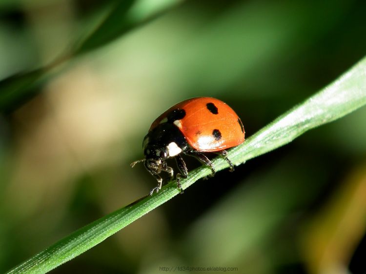 Wallpapers Animals Insects - Ladybugs Wallpaper N296396