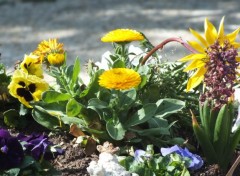  Nature Fleurs du Jardin